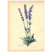 Heliotrope San Francisco Essential Oil Blend Healing (Tea Tree Lavender) Essential Oil Bisque