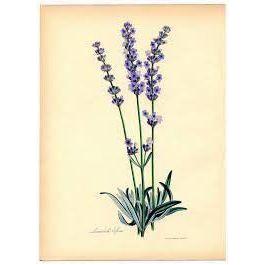 Heliotrope San Francisco Essential Oil Blend Healing (Tea Tree Lavender) Essential Oil Bisque
