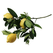 Heliotrope San Francisco Essential Oil - Lemon Essential Oil Dark Slate Gray