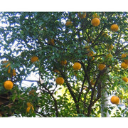 Heliotrope San Francisco Essential Oil - Lemon Essential Oil Dark Slate Gray