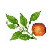 Heliotrope San Francisco Essential Oil Blend Evening (Neroli Lemon) Essential Oil White Smoke
