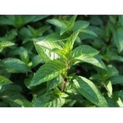 Heliotrope San Francisco Essential Oil - Peppermint Essential Oil Dark Olive Green