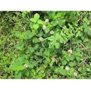 Heliotrope San Francisco Essential Oil - Peppermint Essential Oil Olive Drab