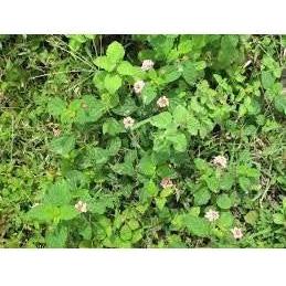 Heliotrope San Francisco Essential Oil - Peppermint Essential Oil Olive Drab