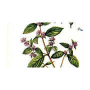 Heliotrope San Francisco Essential Oil Blend Energizing (Rosemary Mint) Essential Oil White Smoke