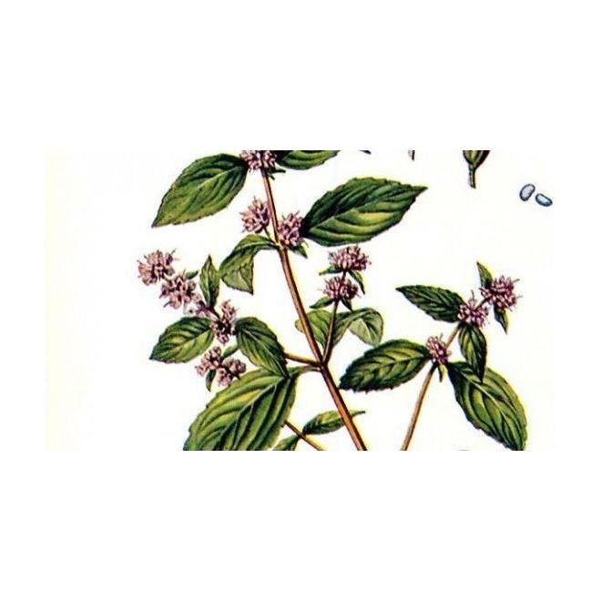 Heliotrope San Francisco Essential Oil Blend Energizing (Rosemary Mint) Essential Oil White Smoke