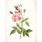 Heliotrope San Francisco Essential Oil Blend Rejuvenating (Rose Ylang Ylang) Essential Oil Floral White