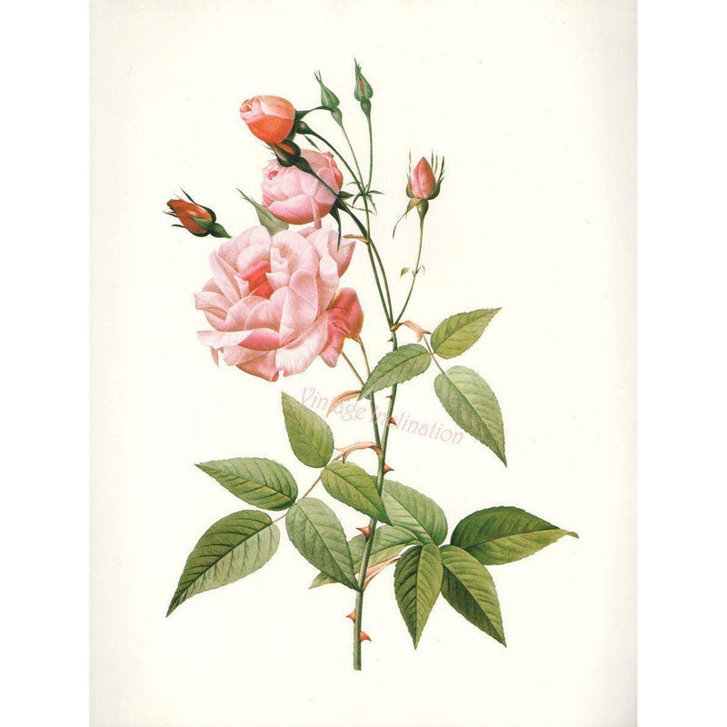 Heliotrope San Francisco Essential Oil Blend Seductive (Rose Clove) Essential Oil Floral White