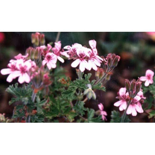 Heliotrope San Francisco Essential Oil - Rose Geranium Essential Oil Dark Slate Gray