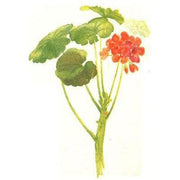 Heliotrope San Francisco Essential Oil Blend Balancing (Rose Geranium Lavender) Essential Oil Floral White