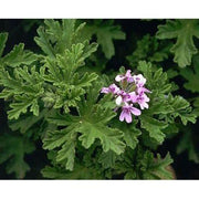 Heliotrope San Francisco Essential Oil - Rose Geranium Essential Oil Dark Slate Gray