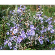 Heliotrope San Francisco Essential Oil - Rosemary Essential Oil Dark Olive Green