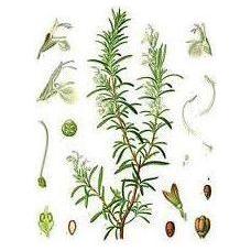 Heliotrope San Francisco Essential Oil Blend Relieving (Eucalyptus Rosemary) Essential Oil Beige