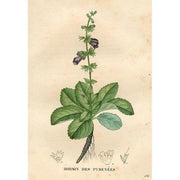 Heliotrope San Francisco Essential Oil Blend Grounding (Lavender Sage) Essential Oil Bisque