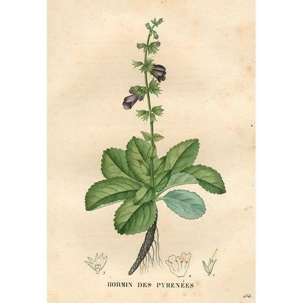 Heliotrope San Francisco Essential Oil Blend Grounding (Lavender Sage) Essential Oil Bisque