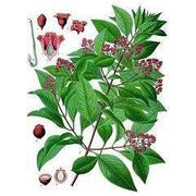 Heliotrope San Francisco Essential Oil Blend Nostalgic (Bay Laurel Sandalwood) Essential Oil Dark Olive Green