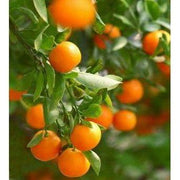 Heliotrope San Francisco Essential Oil - Tangerine Essential Oil Dark Olive Green