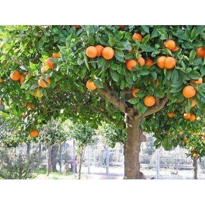 Heliotrope San Francisco Essential Oil - Tangerine Essential Oil Dark Olive Green