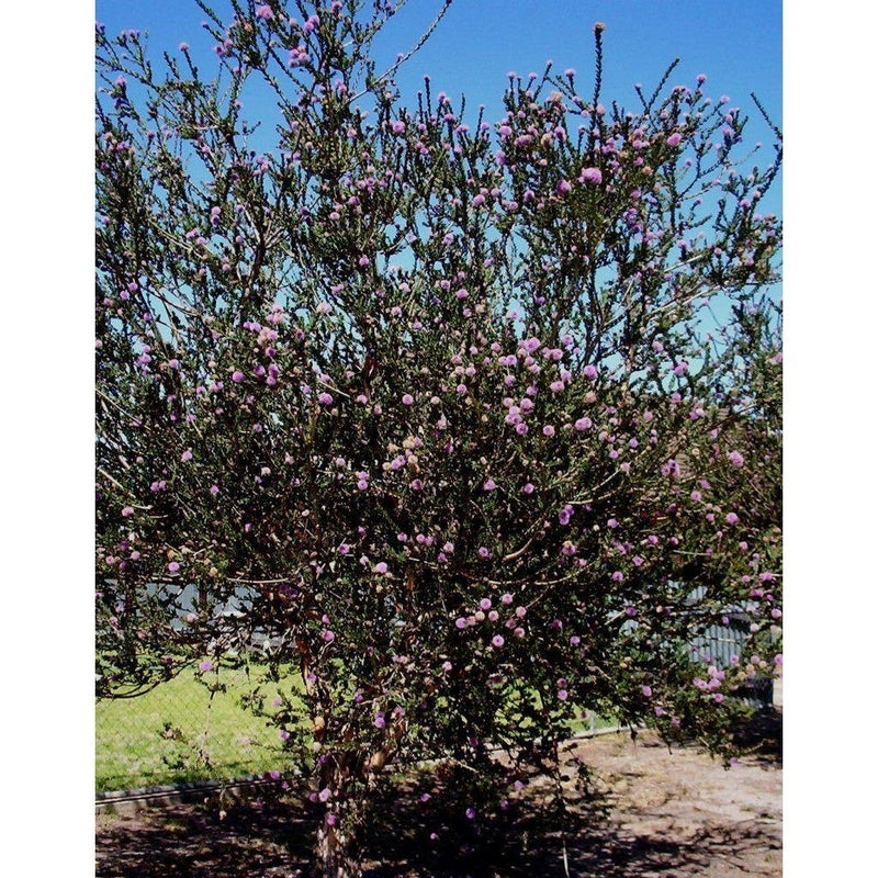 Heliotrope San Francisco Essential Oil - Tea Tree Essential Oil Black