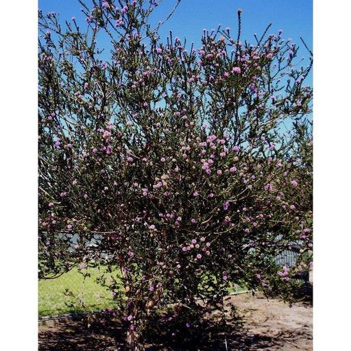 Heliotrope San Francisco Essential Oil - Tea Tree Essential Oil Black
