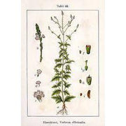 Heliotrope San Francisco Essential Oil Blend Encouraging (Verbena Lemon) Essential Oil Seashell