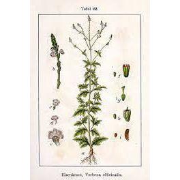 Heliotrope San Francisco Essential Oil Blend Encouraging (Verbena Lemon) Essential Oil Seashell