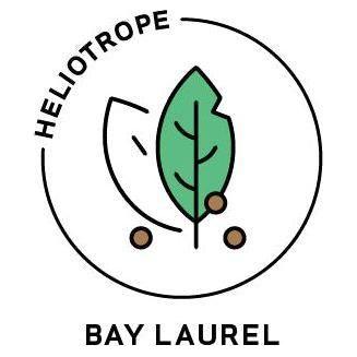 Heliotrope San Francisco Essential Oil - Bay Laurel Essential Oil White Smoke
