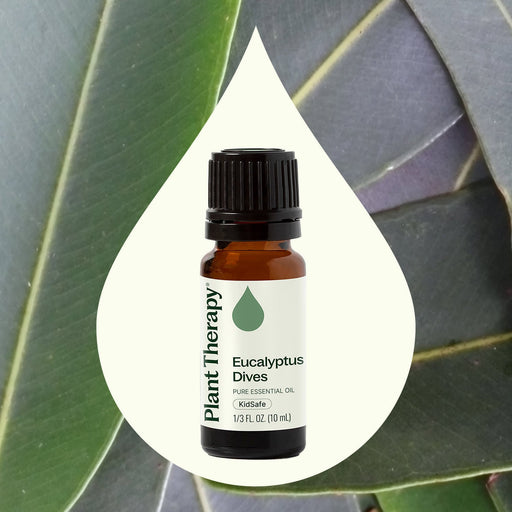 Plant Therapy Eucalyptus Dives Essential Oil Essential Oil Seashell 10 mL