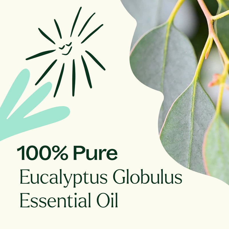 Plant Therapy Eucalyptus Globulus Essential Oil Essential Oil Beige 10 mL,30 mL,100 mL