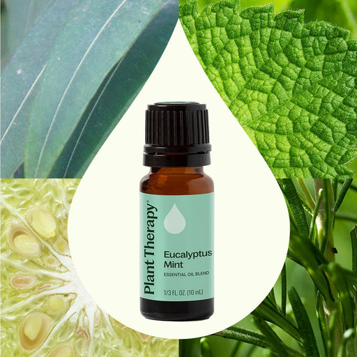 Plant Therapy Eucalyptus Mint Essential Oil Blend Essential Oil Seashell 10 mL