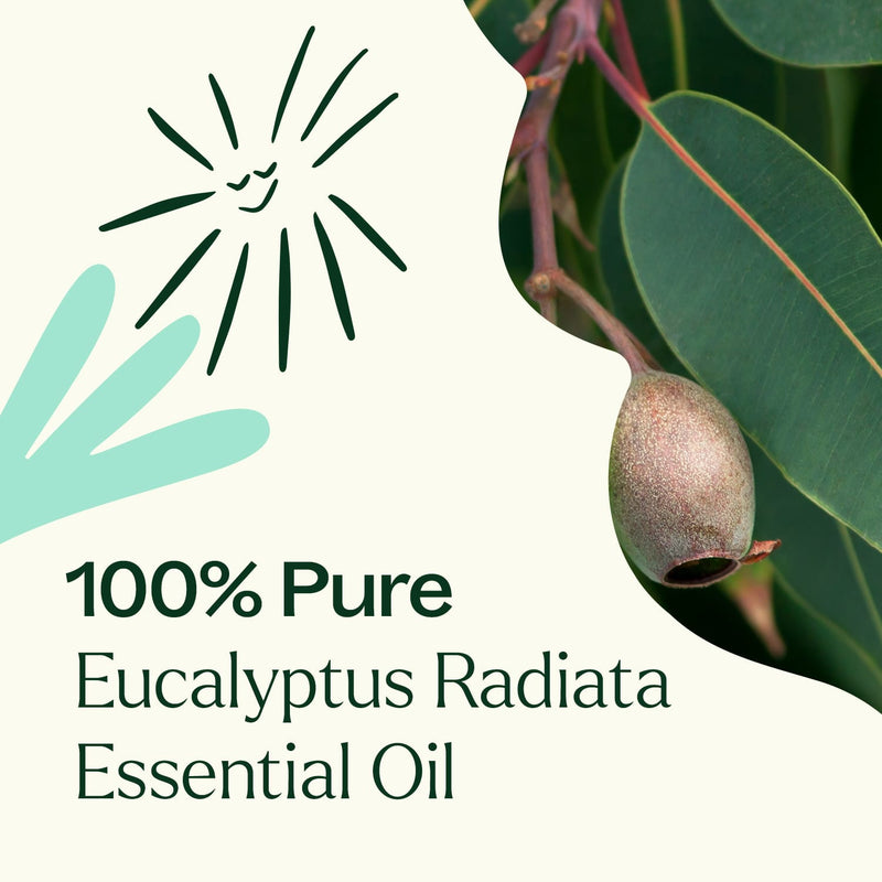 Plant Therapy Eucalyptus Radiata Essential Oil Essential Oil White Smoke 10 mL,30 mL,100 mL