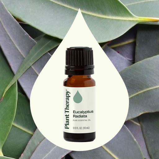 Plant Therapy Eucalyptus Radiata Essential Oil Essential Oil Seashell 10 mL,30 mL,100 mL