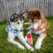 Farm To Pet Treat Topper Beef Dog Food Topper | Powdered Meal Topper for Pets Topper Dim Gray