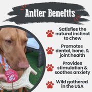 Farm To Pet Deer Antler Dog Chews | Organic Chews for Dogs Antler Dog Chew White Smoke Medium (15-35 LBS),Large (35+ LBS),X-Large (35+ LBS),Giant (35+ LBS)