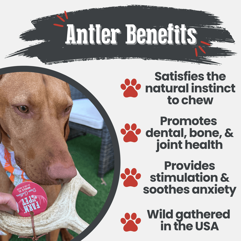 Farm To Pet Deer Antler Dog Chews | Organic Chews for Dogs Antler Dog Chew White Smoke Medium (15-35 LBS),Large (35+ LBS),X-Large (35+ LBS),Giant (35+ LBS)