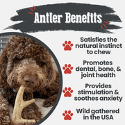 Farm To Pet Deer Antler Dog Chews | Organic Chews for Dogs Antler Dog Chew White Smoke Medium (15-35 LBS),Large (35+ LBS),X-Large (35+ LBS),Giant (35+ LBS)