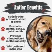 Farm To Pet Deer Antler Dog Chews | Organic Chews for Dogs Antler Dog Chew White Smoke Medium (15-35 LBS),Large (35+ LBS),X-Large (35+ LBS),Giant (35+ LBS)