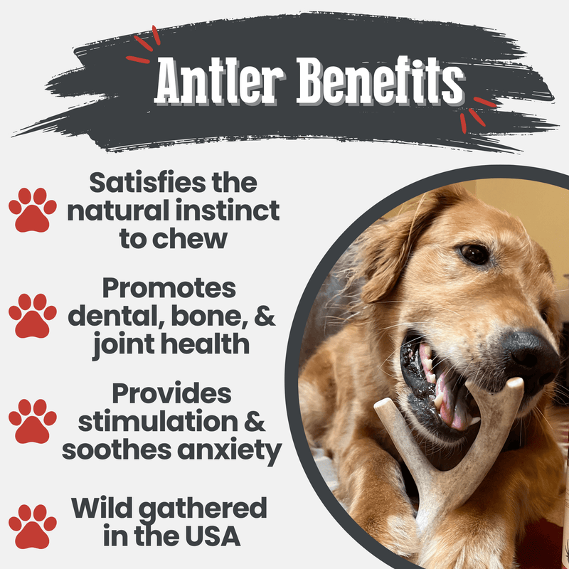 Farm To Pet Deer Antler Dog Chews | Organic Chews for Dogs Antler Dog Chew White Smoke Medium (15-35 LBS),Large (35+ LBS),X-Large (35+ LBS),Giant (35+ LBS)