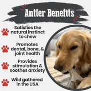 Farm To Pet Deer Antler Dog Chews | Organic Chews for Dogs Antler Dog Chew White Smoke Medium (15-35 LBS),Large (35+ LBS),X-Large (35+ LBS),Giant (35+ LBS)