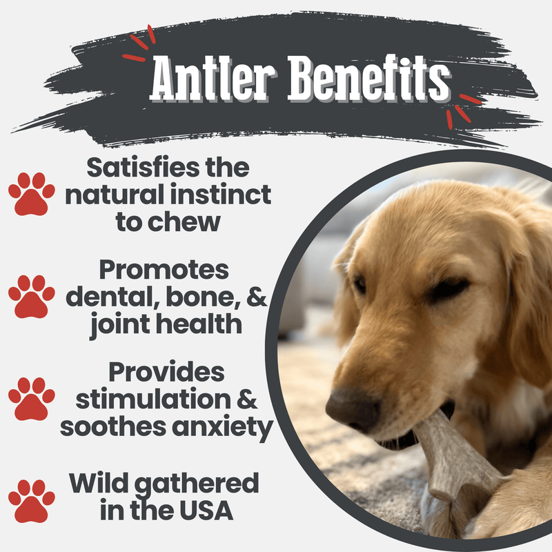 Farm To Pet Deer Antler Dog Chews | Organic Chews for Dogs Antler Dog Chew White Smoke Medium (15-35 LBS),Large (35+ LBS),X-Large (35+ LBS),Giant (35+ LBS)