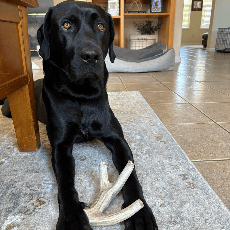 Farm To Pet Deer Antler Dog Chews | Organic Chews for Dogs Antler Dog Chew Black Medium (15-35 LBS),Large (35+ LBS),X-Large (35+ LBS),Giant (35+ LBS)
