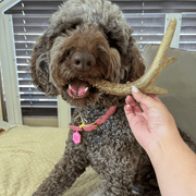 Farm To Pet Deer Antler Dog Chews | Organic Chews for Dogs Antler Dog Chew Tan Medium (15-35 LBS),Large (35+ LBS),X-Large (35+ LBS),Giant (35+ LBS)