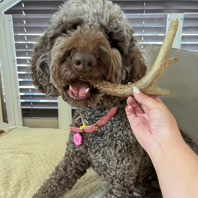 Farm To Pet Deer Antler Dog Chews | Organic Chews for Dogs Antler Dog Chew Tan Medium (15-35 LBS),Large (35+ LBS),X-Large (35+ LBS),Giant (35+ LBS)