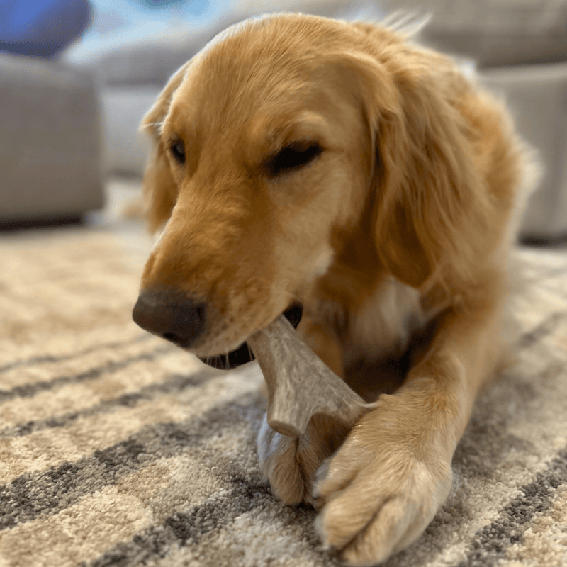 Farm To Pet Deer Antler Dog Chews | Organic Chews for Dogs Antler Dog Chew Dim Gray Medium (15-35 LBS),Large (35+ LBS),X-Large (35+ LBS),Giant (35+ LBS)