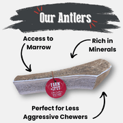 Farm To Pet Elk Antler Dog Chews | All-Natural Whole and Split Elk Antler Chews for Dogs Antler Dog Chew White Smoke Whole / Small (1-15 LBS),Whole / Medium (15-35 LBS),Whole / Large (35+ LBS),Whole / Giant (35+ LBS),Split / Small (1-15 LBS),Split / Medium (15-35 LBS),Split / Large (35+ LBS),Split / Giant (35+ LBS)