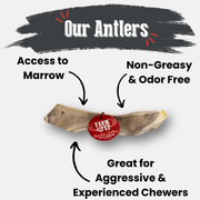 Farm To Pet Reindeer Antler Dog Chews | Organic Chews for Dogs Antler Dog Chew White Smoke Whole / Small (1-15 LBS),Whole / Medium (15-35 LBS),Whole / Large (35+ LBS),Split / Small (1-15 LBS),Split / Medium (15-35 LBS),Split / Large (35+ LBS)