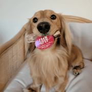 Farm To Pet Reindeer Antler Dog Chews | Organic Chews for Dogs Antler Dog Chew Rosy Brown Whole / Small (1-15 LBS),Whole / Medium (15-35 LBS),Whole / Large (35+ LBS),Split / Small (1-15 LBS),Split / Medium (15-35 LBS),Split / Large (35+ LBS)