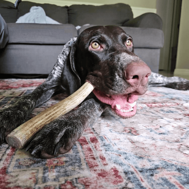 Farm To Pet Reindeer Antler Dog Chews | Organic Chews for Dogs Antler Dog Chew Dark Slate Gray Whole / Small (1-15 LBS),Whole / Medium (15-35 LBS),Whole / Large (35+ LBS),Split / Small (1-15 LBS),Split / Medium (15-35 LBS),Split / Large (35+ LBS)