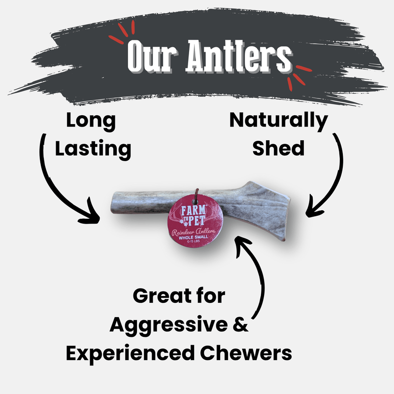 Farm To Pet Reindeer Antler Dog Chews | Organic Chews for Dogs Antler Dog Chew White Smoke Whole / Small (1-15 LBS),Whole / Medium (15-35 LBS),Whole / Large (35+ LBS),Split / Small (1-15 LBS),Split / Medium (15-35 LBS),Split / Large (35+ LBS)