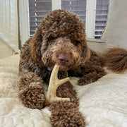Farm To Pet Deer Antler Dog Chews | Organic Chews for Dogs Antler Dog Chew Light Gray Medium (15-35 LBS),Large (35+ LBS),X-Large (35+ LBS),Giant (35+ LBS)